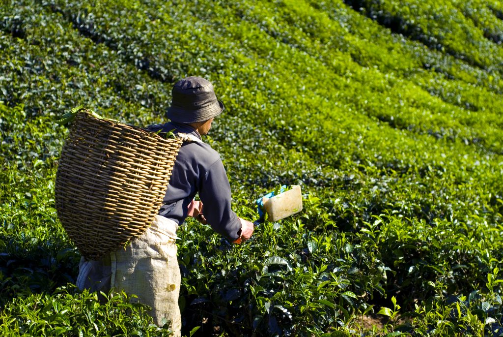 tea picker harvesting tea leaves 1